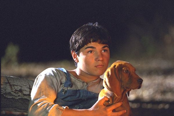 Old Dan and Little Ann, the Coonhounds in Where the Red Fern Grows movie, showcasing their loyalty and hunting skills in the Oklahoma setting.