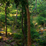 Tiger in the forest