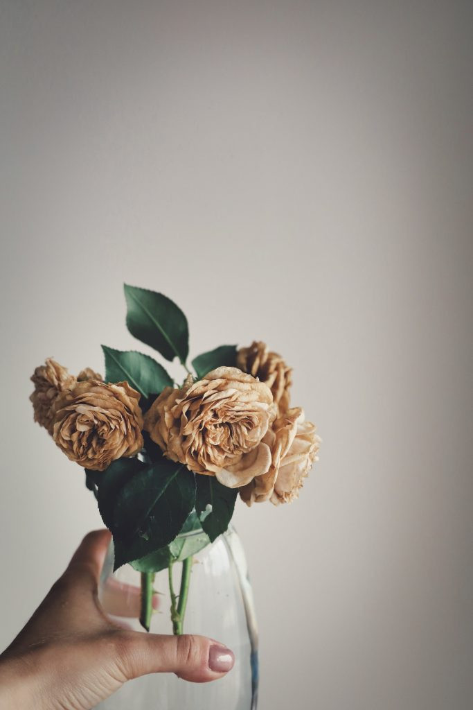 Preserving roses with silica gel, showcasing the process of burying blooms in silica gel for effective moisture absorption