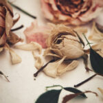 Hanging roses upside down to dry, showcasing a simple and effective air-drying technique for preserving roses