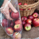 Storing apples in freezer bags