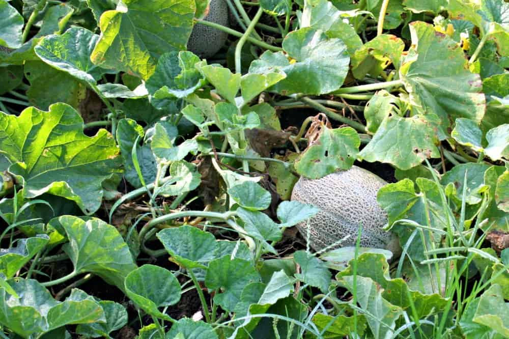 Cantaloupe varieties displayed at a local farmer's market, showcasing the diversity and options for seed saving enthusiasts, with a focus on heirloom and open-pollinated choices