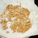 Cantaloupe seeds drying on a paper towel, a key step in preserving them for future planting, with a focus on ensuring proper air circulation