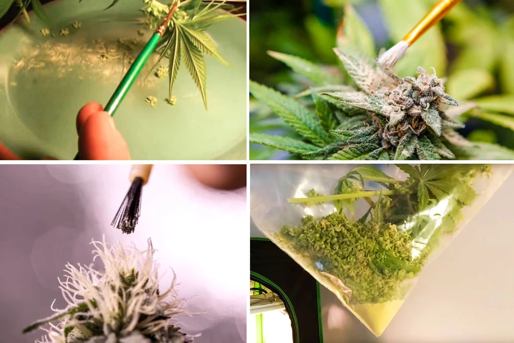Capture and Apply Cannabis Pollen