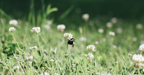 Clover Lawn