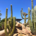 Overwatered Cactus Roots
