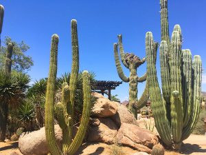 Overwatered Cactus Roots