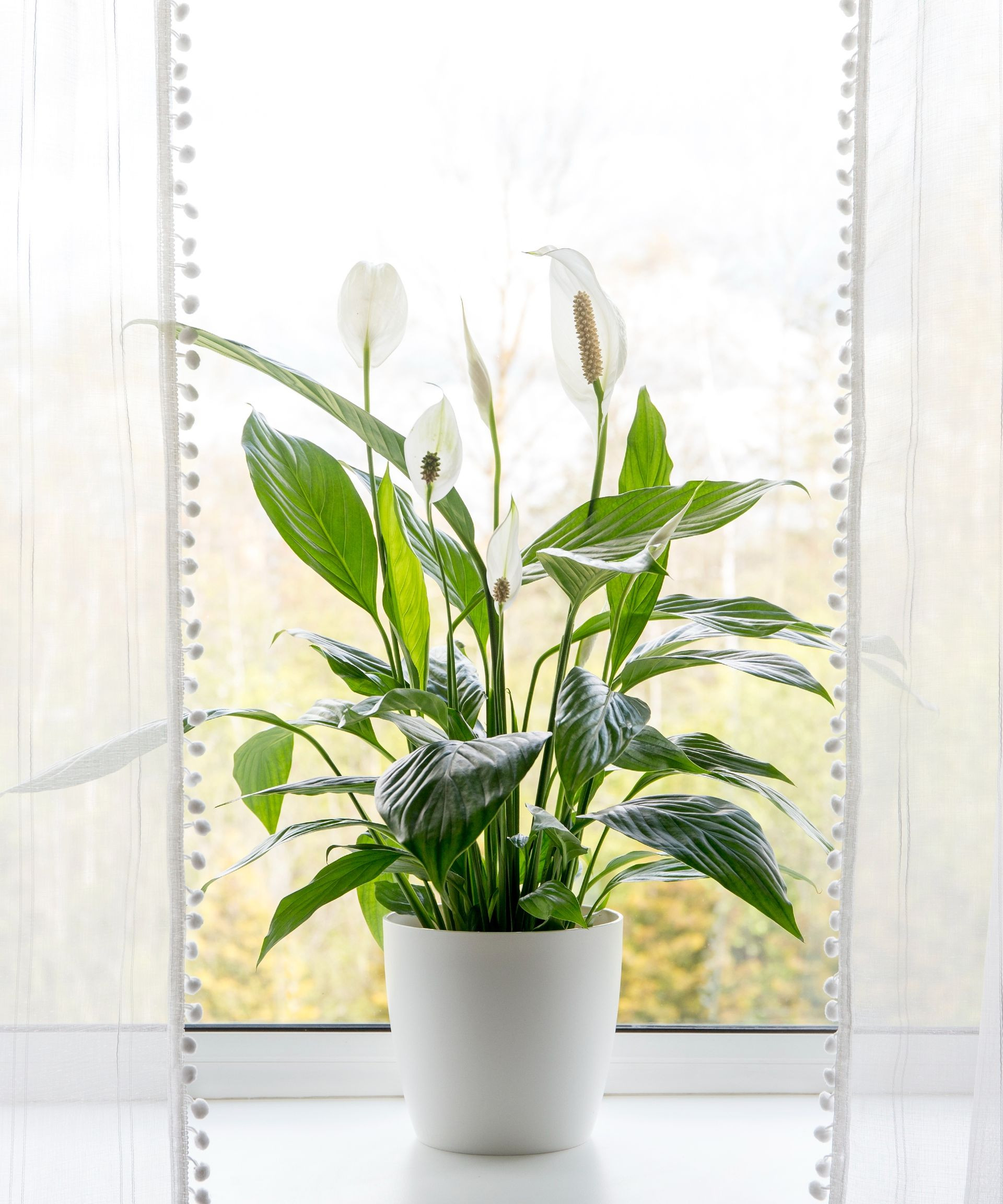 Peace Lily