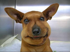 Dog Bee Sting