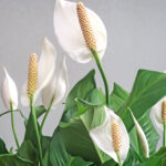 Peace Lily