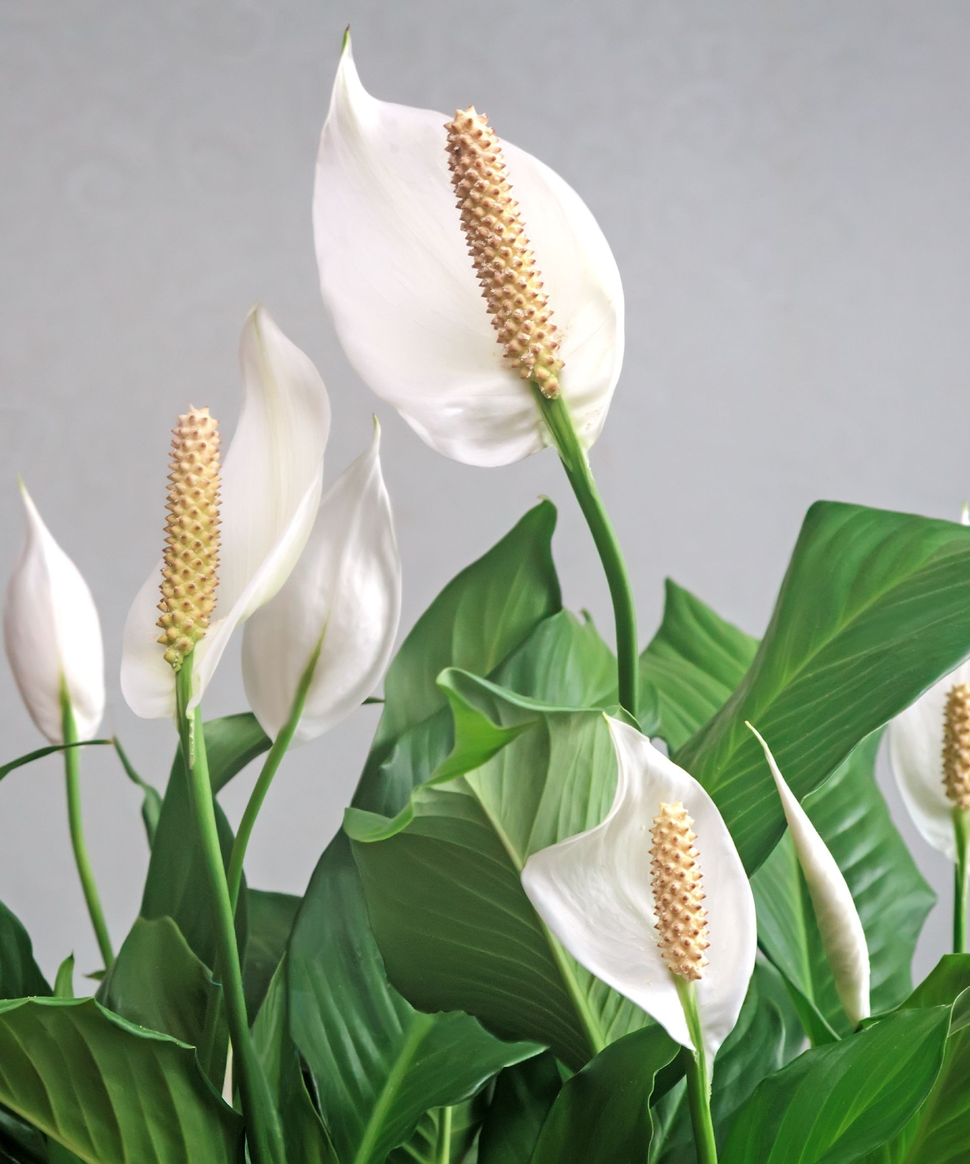 Peace Lily