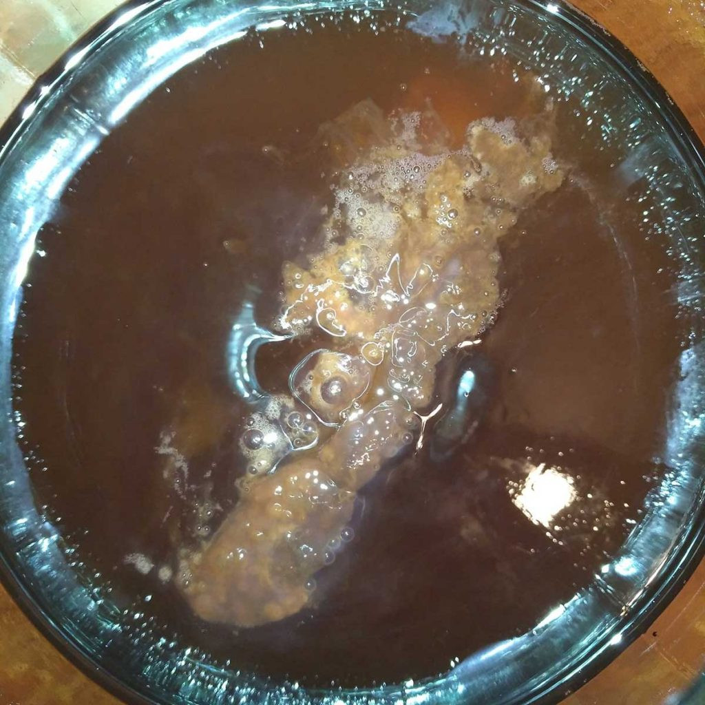 Picture of healthy kombucha SCOBY