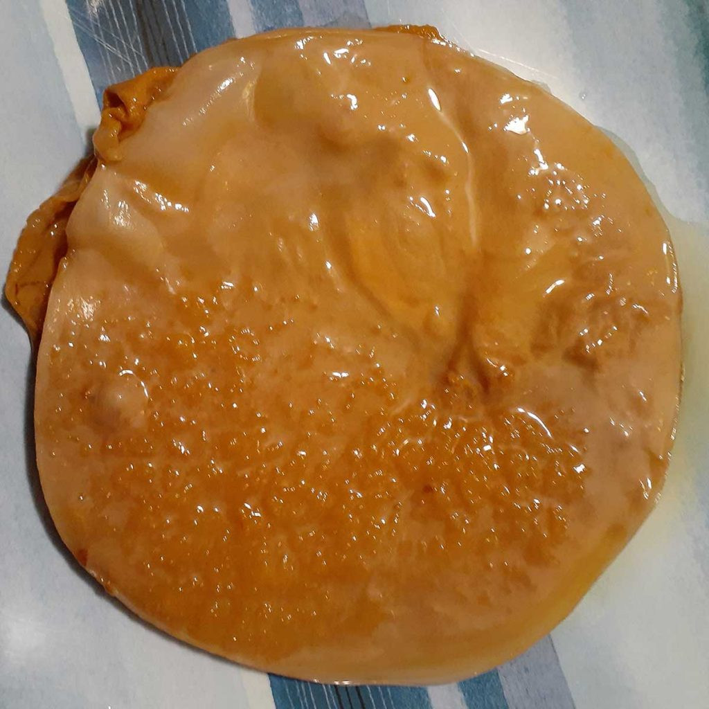 Picture of healthy kombucha SCOBY