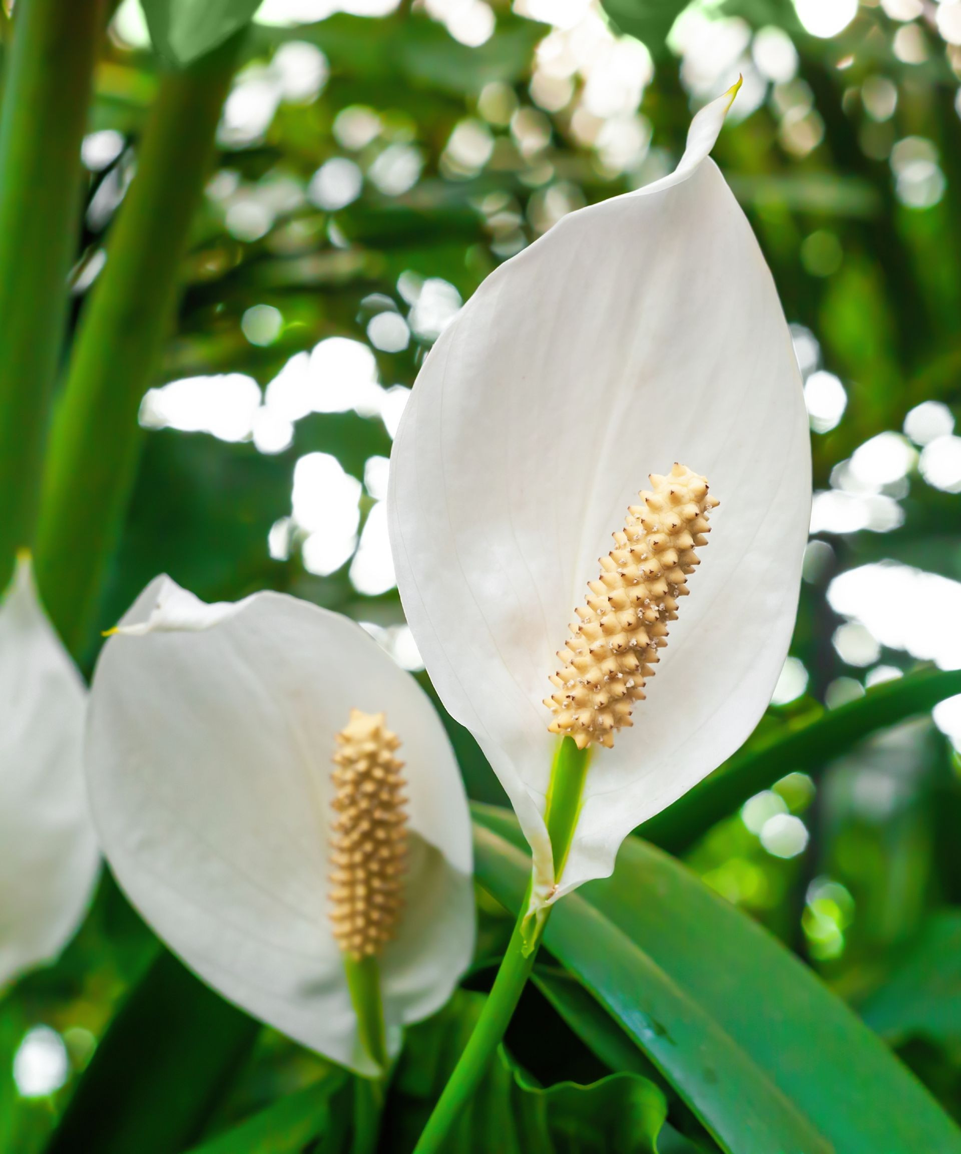 Peace Lily