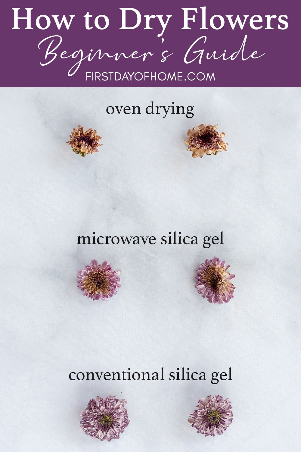Cushion pom flowers dried with three different techniques: oven drying, microwave drying and conventional silica gel