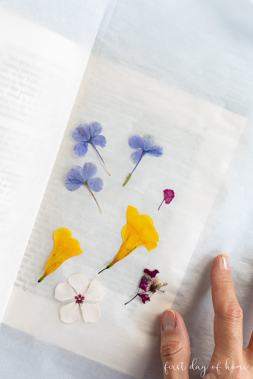 Pressed flowers in a book after 2.5 weeks