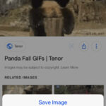 Panda Fall GIF