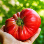 Tomato Ready for Saving Seeds