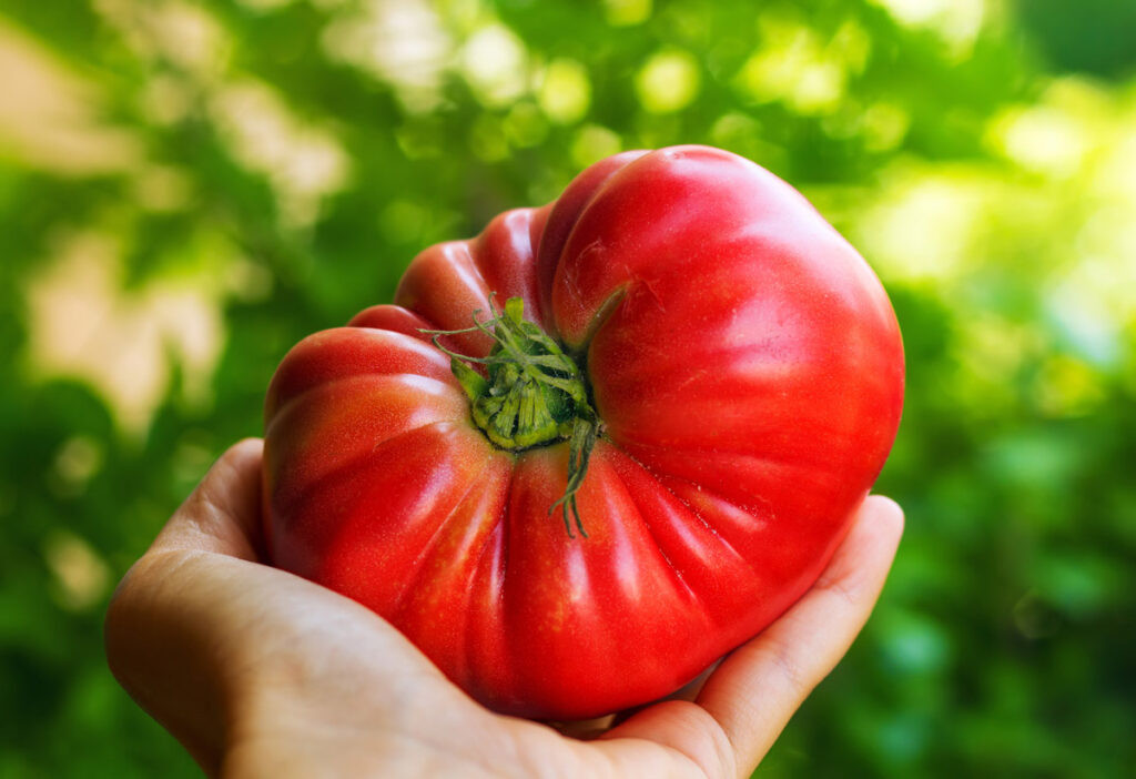 Large tomato in a woman