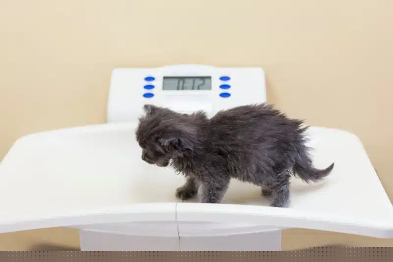 Kitten on scale