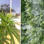 Male Cannabis Plant Flowering and Making Pollen