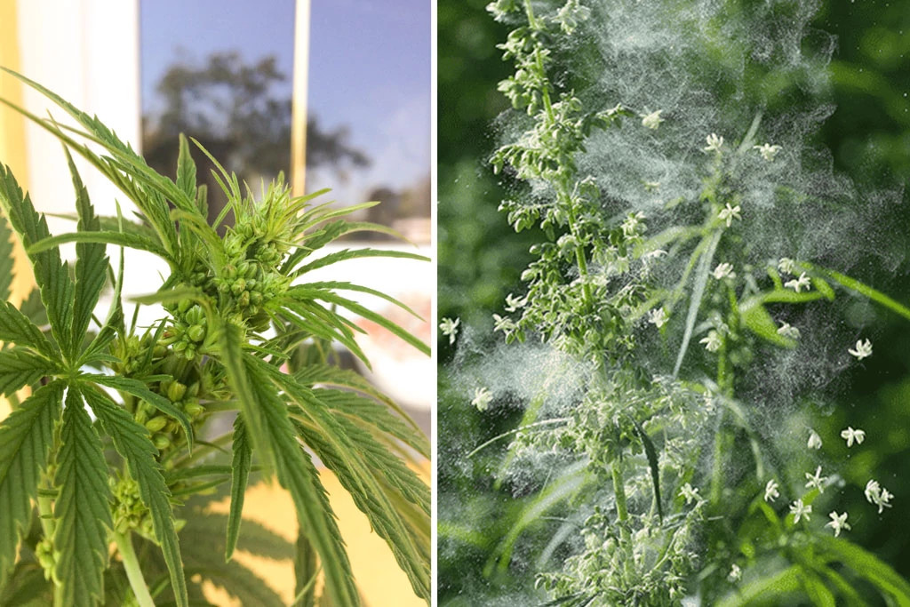 Male Cannabis Plant Flowering and Making Pollen