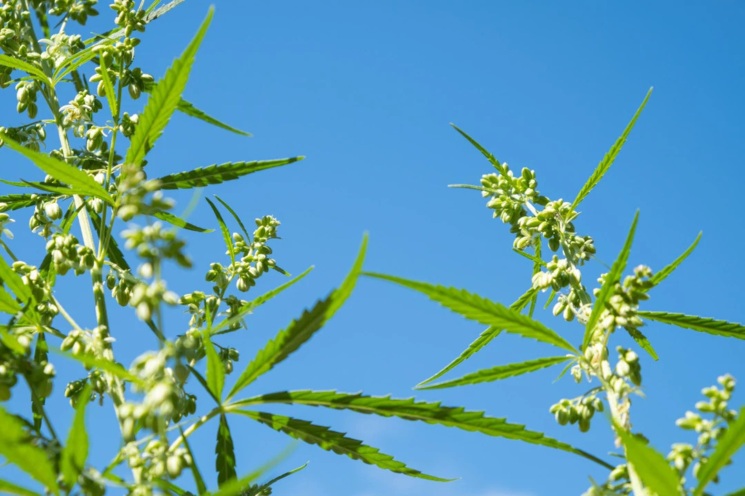 Male Cannabis Flowers Against a Blue Outdoor Sky