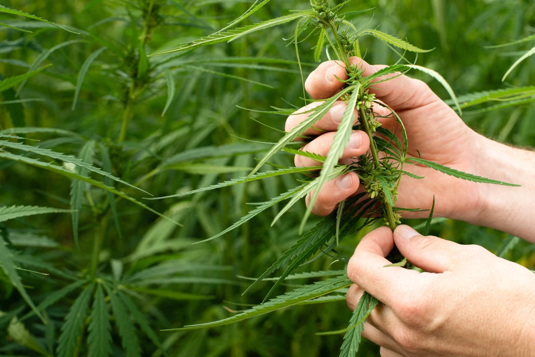 Male Cannabis Plant Identification