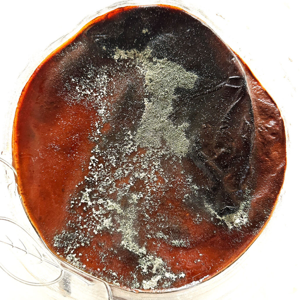 Picture of moldy kombucha SCOBY