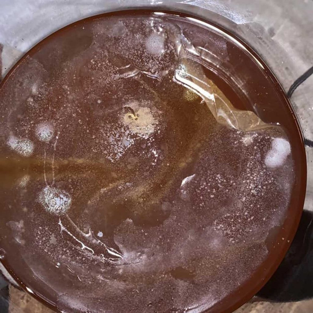 Picture of moldy kombucha SCOBY