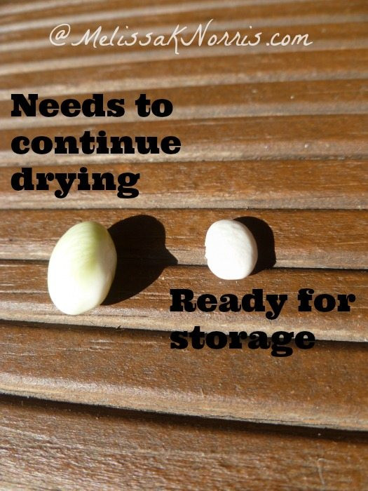 Dried Green Bean Seeds Ready for Storage