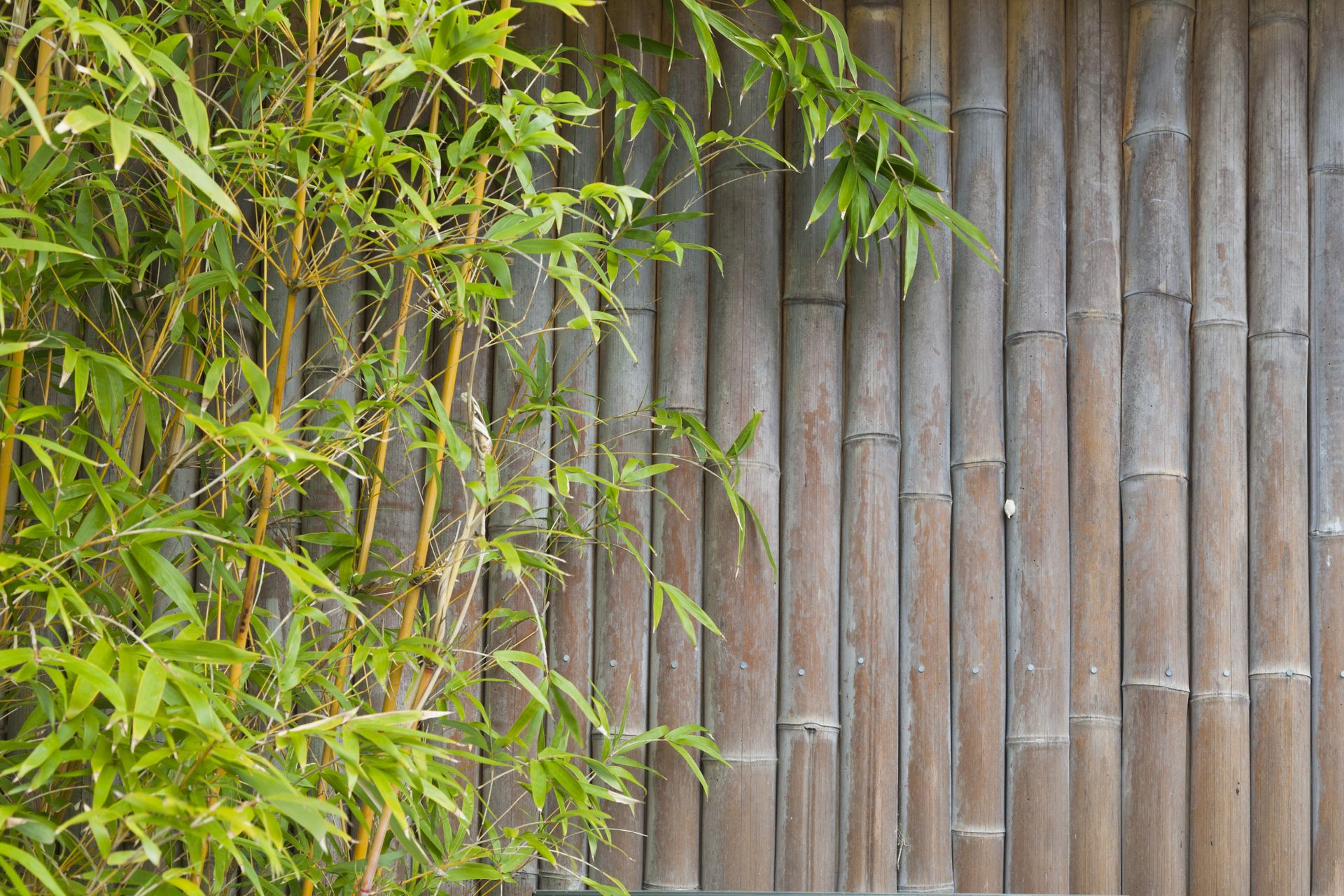 Lush, exotic, fresh green bamboo