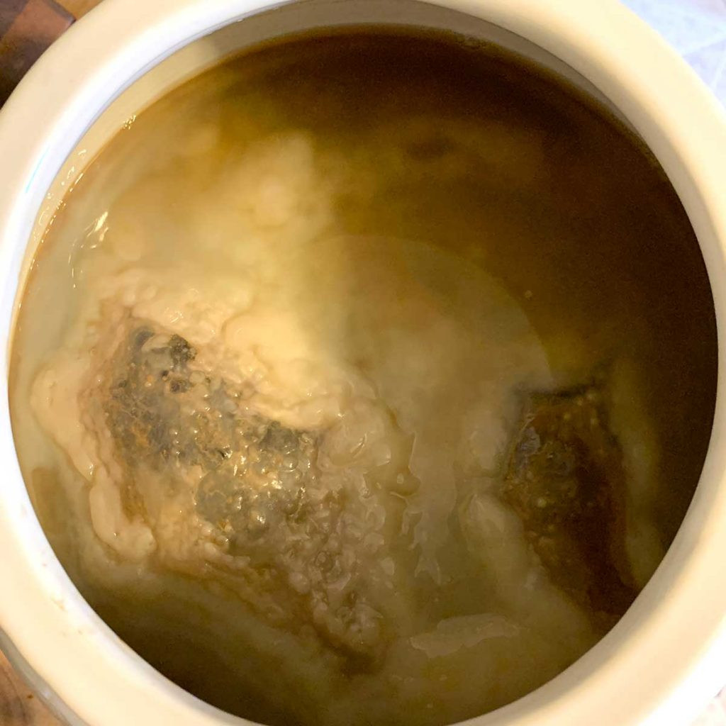 healthy kombucha scoby
