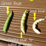 Mature Green Bean Pods Ready for Seed Saving