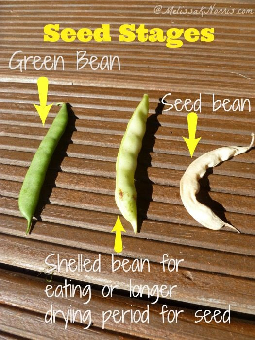 Mature Green Bean Pods Ready for Seed Saving