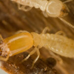 Termite Infestation Treatment in Bay Area, CA