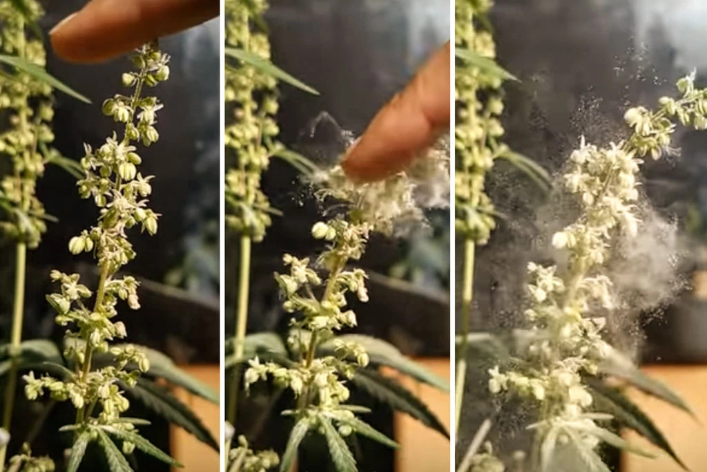 Touching Cannabis Pollen
